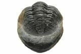 Wide, Curled Morocops Trilobite - Morocco #224064-2